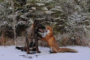 Незвичайні кадри дружби між собакою і лисицею