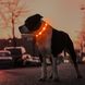 LED нашийник MASBRILL для собак, Помаранчевий, Large