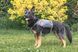 Сумка-седло для собак Voyager Pet Dog Bagpack, Синий, Large