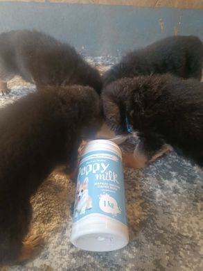 Молочна суміш для цуценят Markus-Muhle Puppy Milk Markus-Muhle