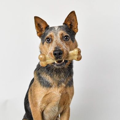 Жесткая нейлоновая кость для собак Pet Qwerks Flavor Farms Chew Toys с ароматом бекона Pet Qwerks Toys