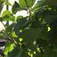 Горін Денис Іванович