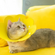 Мягкий воротник для кошек и небольших собак Derby Felt Daisy Elizabeth Collar, Yellow, S, 16-19 см