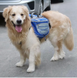 Сумка-переноска для собак с передней частью для бега Lovoyager Dog Bagpack, Синий, Medium