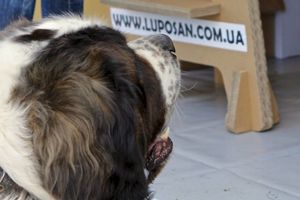 Чемпионат Украины по программе "Защитная собака" - 01 июня 2014г.