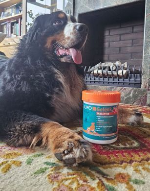 Таблетки для зміцнення суглобів LUPO Gelenk 40 Tabletten (таблетки) Luposan