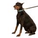 Ошейник для Собак Кожаный BronzeDog Premium с Плетением и Литой Латунной Фурнитурой Коричнево-Бежевый