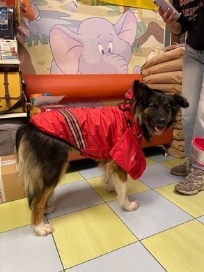 Дощовик для собак Coleman Dog Raincoat
