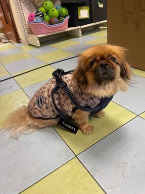 Зимова куртка для собак V.PET.B.R. Luxury Dog Jacket C519 Brown Paw V.PET.B.R