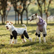 Комбінезон для собак VPETBR Pet Windbreaker, Purple, M, 35,5 см, 55 см, 40 см