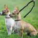 Поводок для 2-х собак Derby Dog Double Leash, Черный