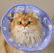 Мягкий воротник для кошек и небольших собак Derby Cute Kitten Protective Collar, XS, 18-21 см