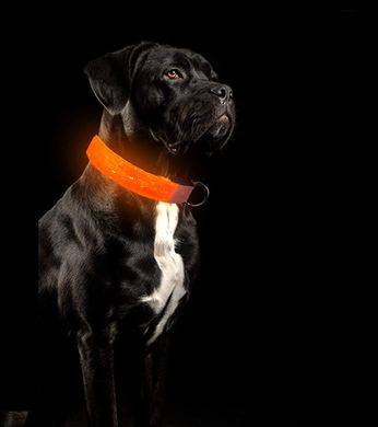 Світний LED нашийник для собак Tekkery Light Up