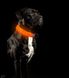 Светящийся LED ошейник для собак Tekkery Light Up, X-Large