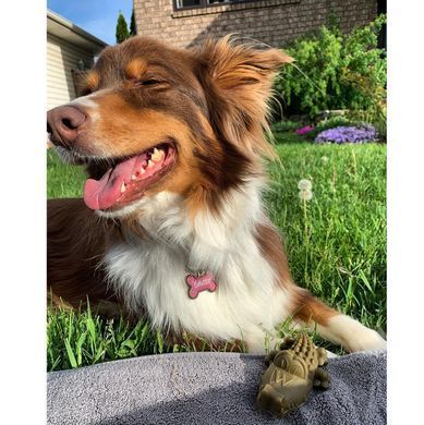 Натуральные лакомства для зубов собак WHIMZEES Dental Treats Alligator, 1 шт. WHIMZEES