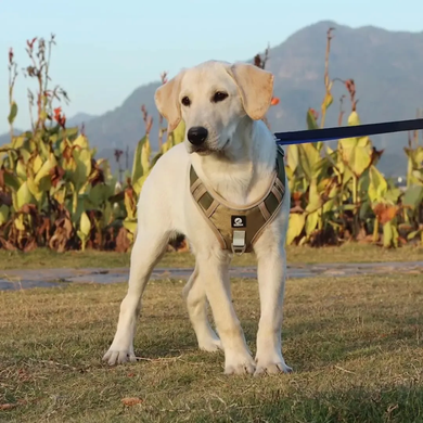 Нейлонова двостороння тактична шлейка для собак Tactical Dog Harness Derby