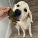 Натуральные лакомства для зубов собак WHIMZEES Dental Treats Alligator, 1 шт., L, 1 шт.