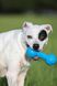 Іграшка-штанга для собак Nerf Dog Barbell Chew Toy, Блакитний, Medium/Large