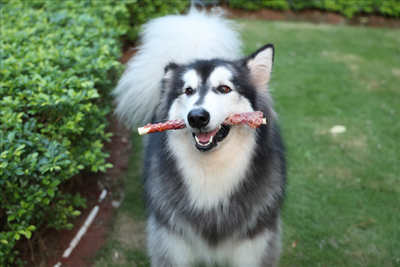 Ласощі для собак UniQ PETS Качка на палиці з сиром'ятної шкіри 28см UniQ PETS