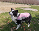 Летний охлаждающий жилет для собак крупных пород Derby Summer Dog Cooling Vest PA0116, Pink, 2XL, 69 см, 83-100 см, 65 см