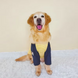 Футболка для собак Furry Baby COM RIDSCM, Жовта з синіми рукавами, 3XL, 44 см, 60 см, 41 см