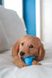 Іграшка для жування Nylabone Puppy Chew Toys для цуценят до 11 кг, Small