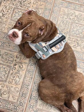 Нагрудна шлея для собак Reflective safety chest harness for pet dogs Derby