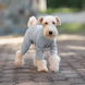 Базовий комбінезон/піжама для собак V.PET.B.R. Dog Jumpsuit CF36 Grey, XS, 26 см, 38 см, 25 см