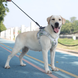 Нагрудна шлея для собак Reflective safety chest harness for pet dogs, Рожевий, X-Large