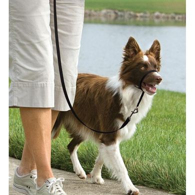 Шлея-нашийник для собак Easy Walk Антиривок