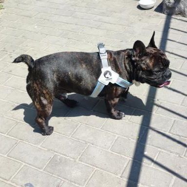 Шлея для собак Derby Duomm Pet harness FH106 Derby