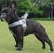 Шлея для собак Derby Duomm Pet harness FH106, Синий, X-Large