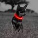 Светодиодный ошейник для собак Illumifan LED dog collar, Красный, X-Small