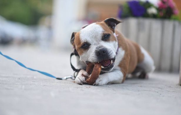 Ласощі для собак UniQ PETS Бублики з баранини 10см UniQ PETS