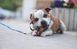 Ласощі для собак UniQ PETS Бублики з баранини 10см 1шт.