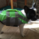 Рятувальний жилет для собак Derby Reflective Dog Life Jacket, S, 28-33 см, 26-31 см