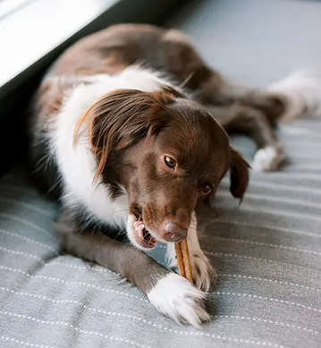Натуральные лакомства для зубов собак WHIMZEES Dental Treats Stix, 1 шт. WHIMZEES