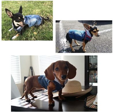 Джинсовая куртка с серым хлопковым капюшоном для собак