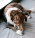 Натуральные лакомства для зубов собак WHIMZEES Dental Treats Stix, 1 шт., L, 1 шт.