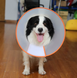 Ветеринарний комір для собак і котів Derby Adjustable Pet Recovery E-collar, 10-16 см