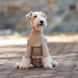 Базовий комбінезон/піжама для собак V.PET.B.R. Dog Jumpsuit CF36 Khaki, XS, 26 см, 38 см, 25 см
