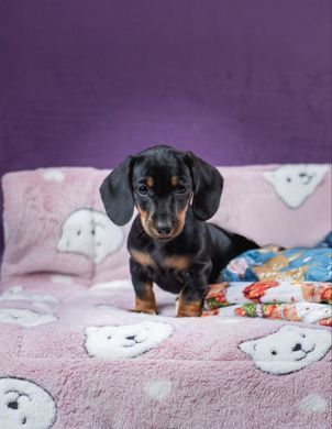 Плед для домашних животных Soft Pet Bed Cushion, Pink Bear Derby