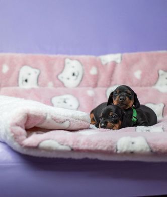 Плед для домашних животных Soft Pet Bed Cushion, Pink Bear Derby