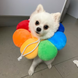М'який комір для котів і невеликих собак SH PET Rainbow, L, 17-29 см