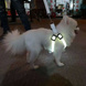 Светодиодная шлейка для собак, работающая от батареек (не входят в комплект), Белый, XS