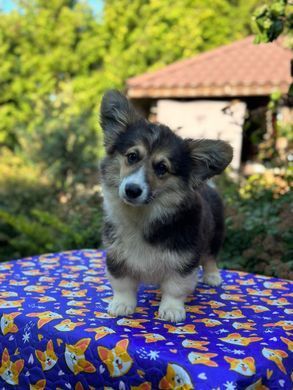 Багаторазова пелюшка для собак Pelushka Cute Corgi без антиковзаючого шару Pelushka