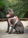 Нейлоновая водонепроницаемая регулируемая шлея ServiceDog для собак, Красный, X-Small