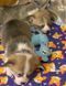 Багаторазова пелюшка для собак Pelushka Cute Corgi без антиковзаючого шару, 40х60 см