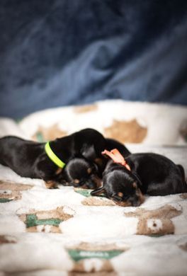 Плед для домашніх тварин Soft Pet Bed Cushion, Bear Love Derby
