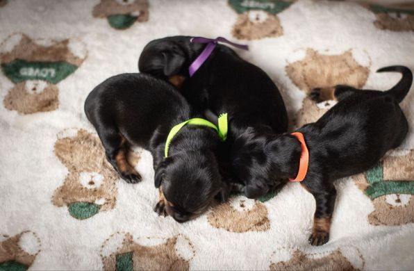 Плед для домашніх тварин Soft Pet Bed Cushion, Bear Love Derby